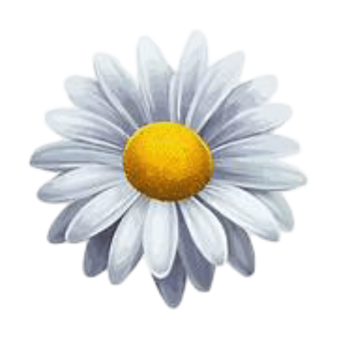 Beautiful flower
