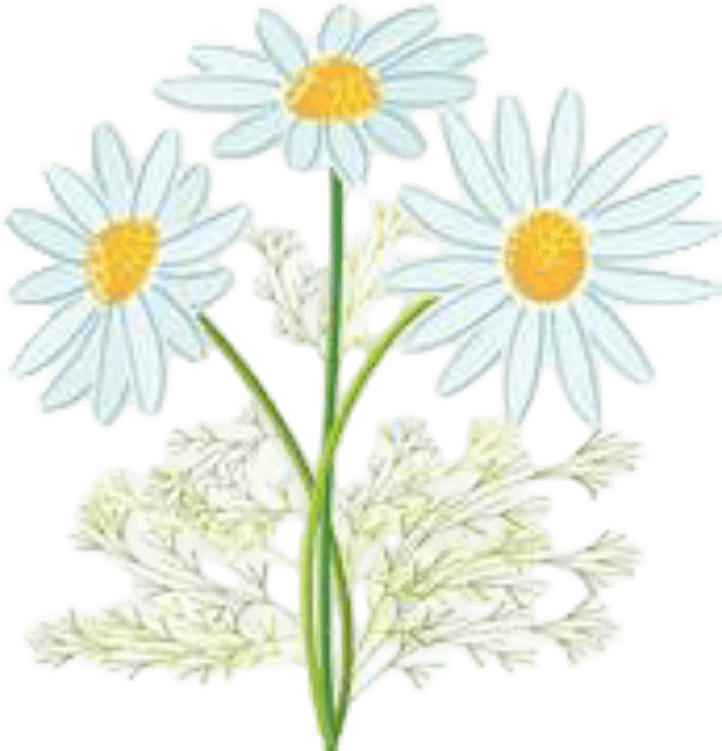 Beautiful flower