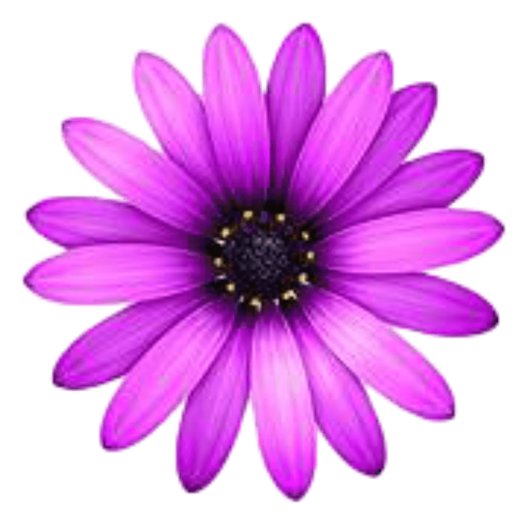 Beautiful flower