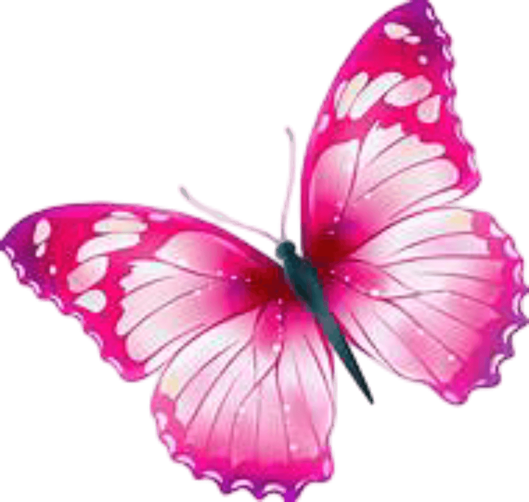 Beautiful butterfly